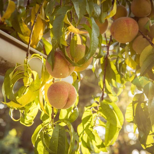 Pfirsiche an einem Baum