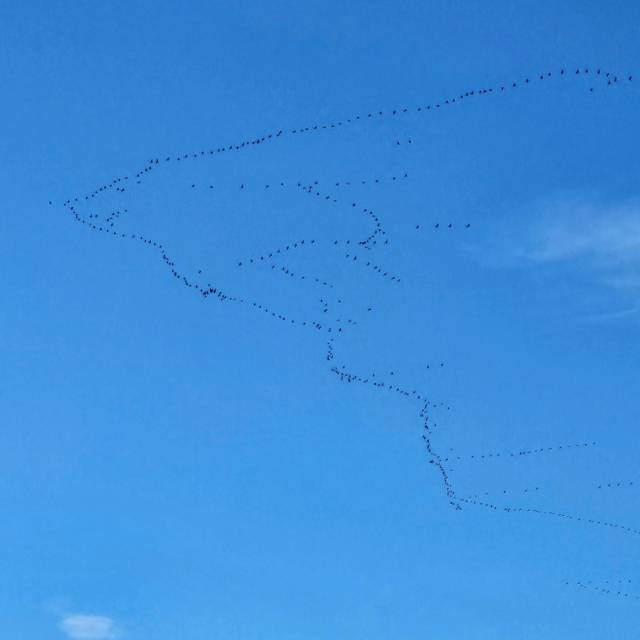 Kraniche fliegen über Düsseldorf. Der Himmel ist blau.