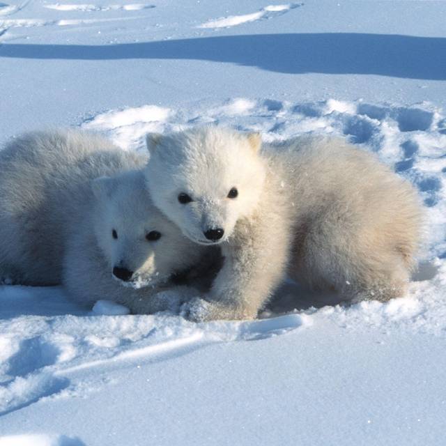 Eisbären verlassen ihre Höhlen