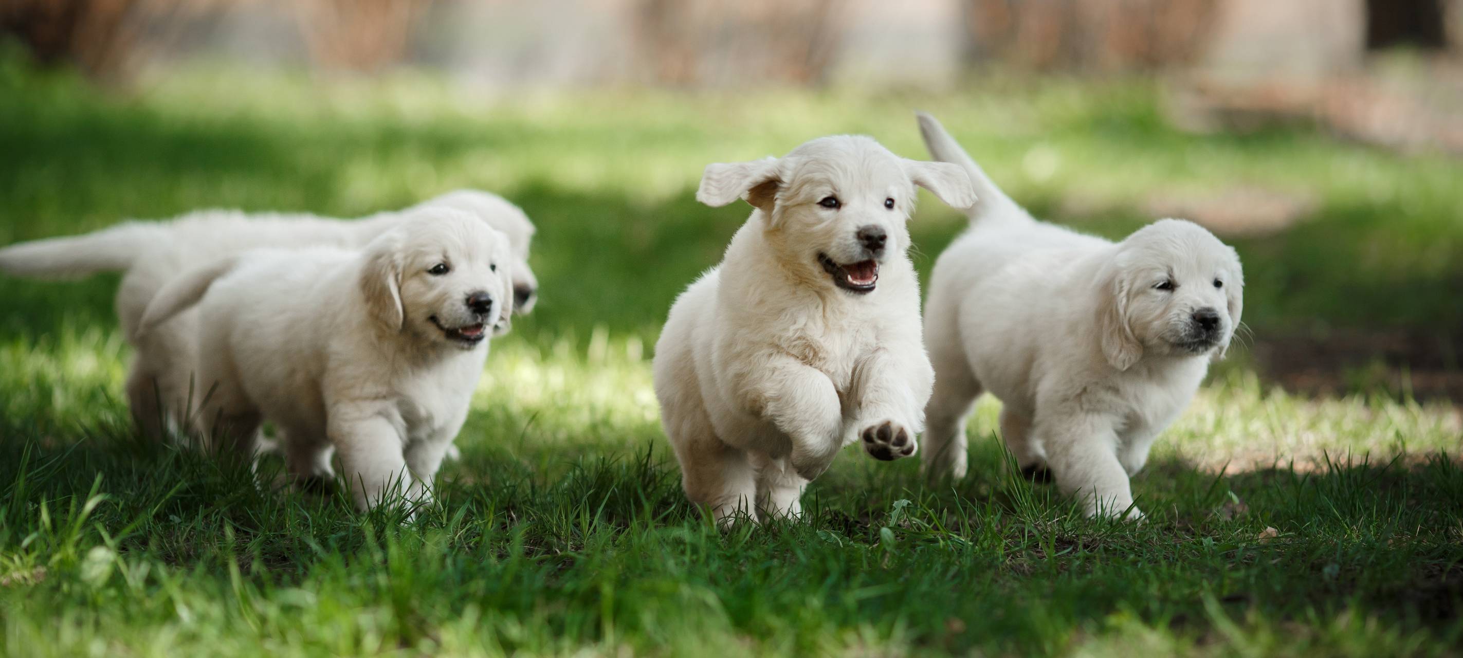 Hundesteuer: Stadt Düsseldorf nimmt 2022 mehr ein
