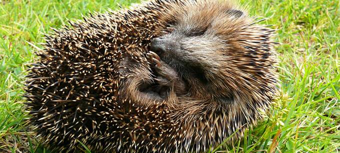 Düsseldorf: Tipps für richtigen Umgang mit Igeln