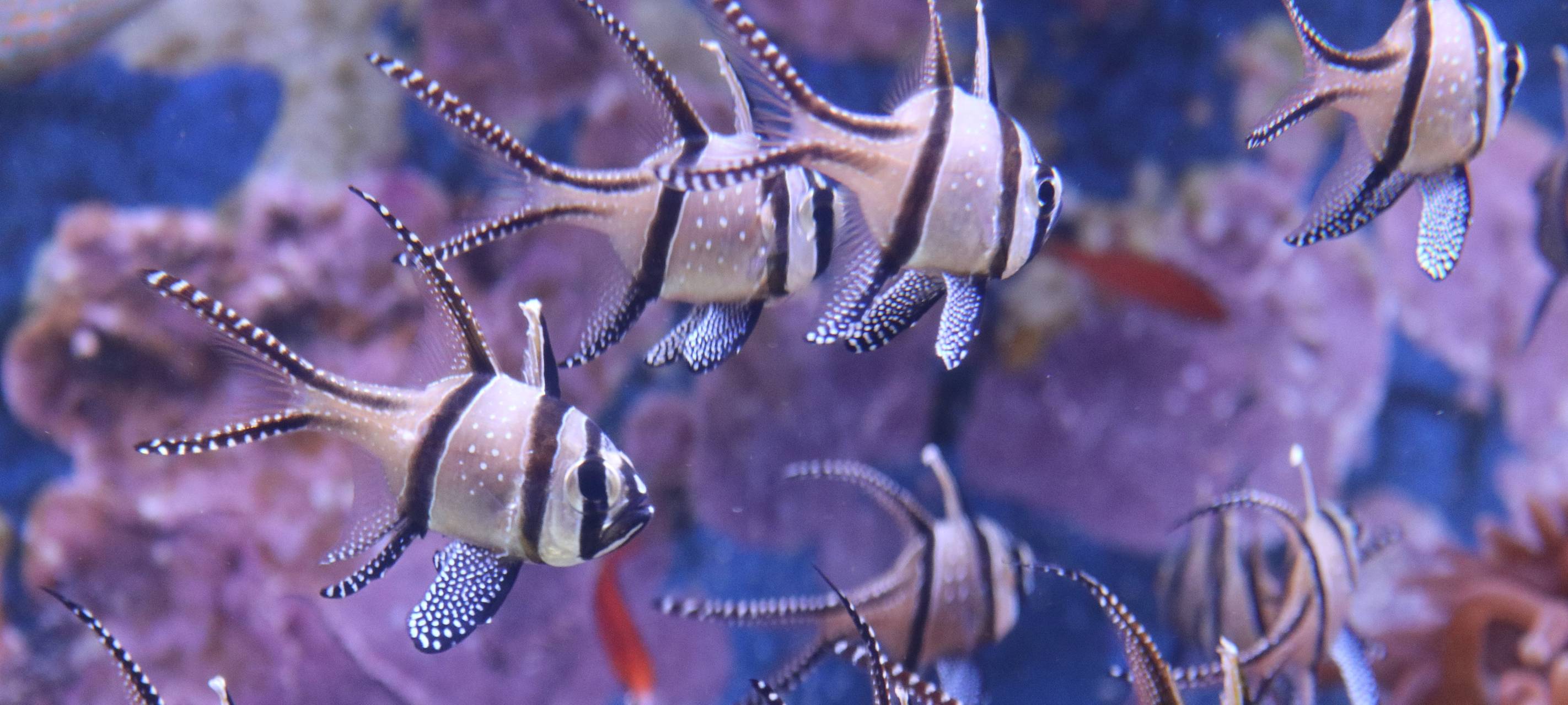Fische in einem Aquarium im Düsseldorfer Aquazoo.