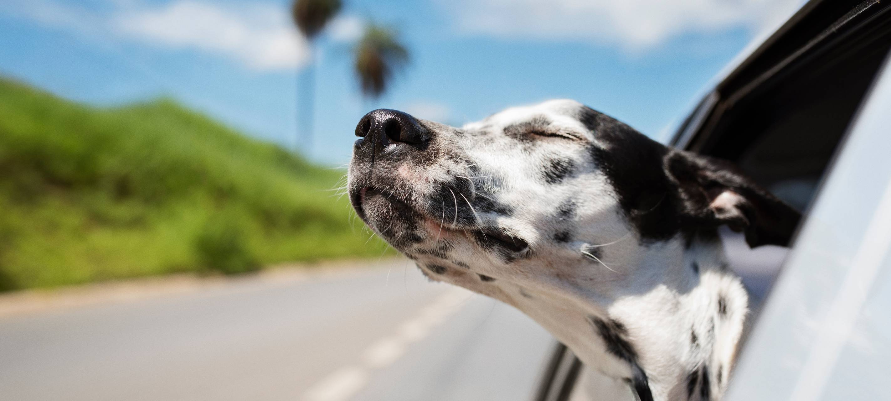 Hund hält seinen Kopf aus fahrendem Auto