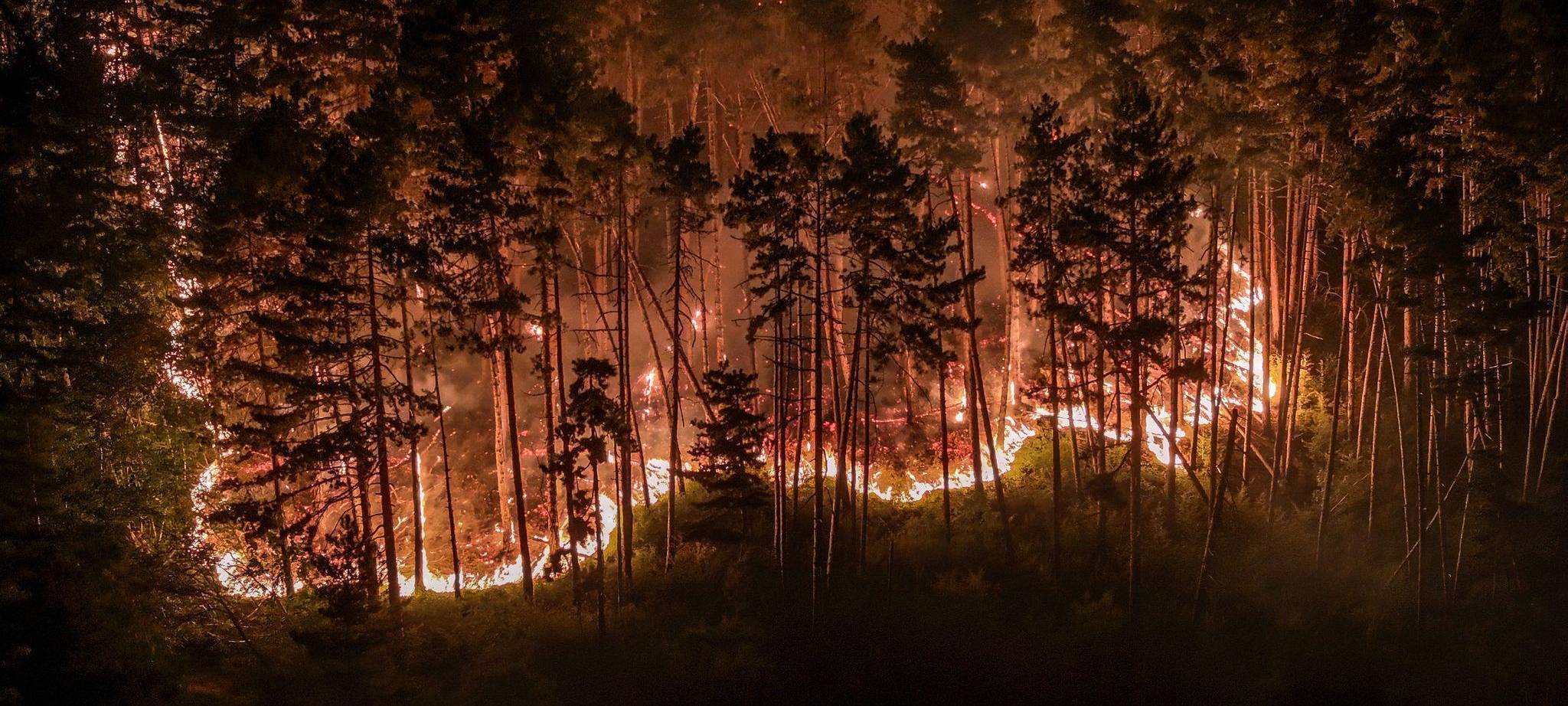 Waldbrand am Gardasee