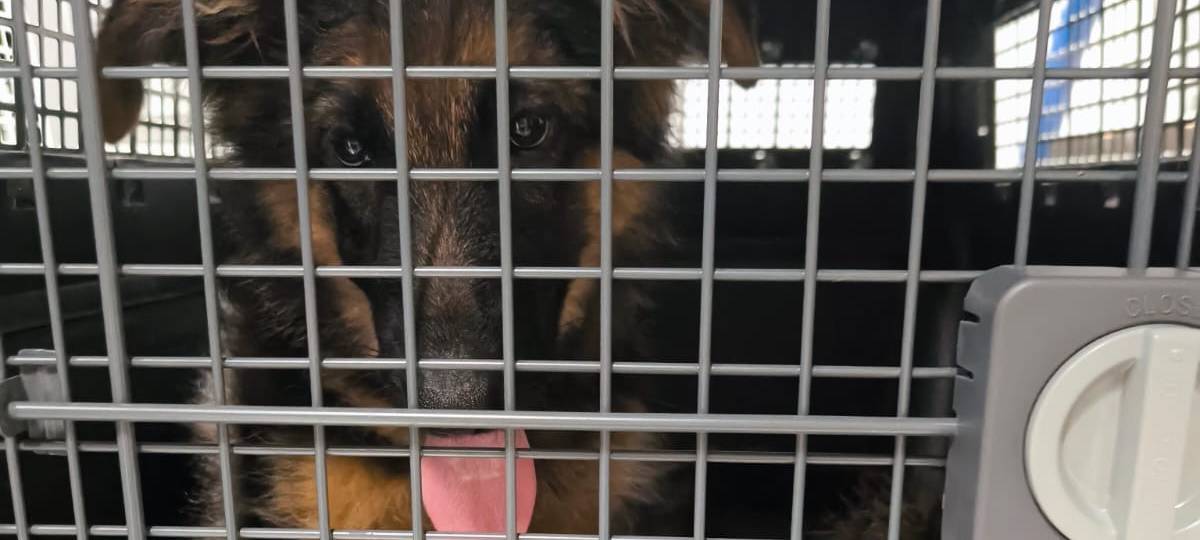 Ein Hund ist in einer kleinen grauen Transportbox.